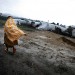 CAMPS DE REFUGIES DE KIBATI, PRES DE GOMA, DANS LA REGION NORD-KIVU DE LA REPUBLIQUE DEMOCRATIQUE DU CONGO.. thumbnail
