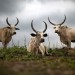 REPORTAGE DANS LE VILLAGE DE KANAL, DANS L'ETAT DE JONGLEI, AU SUD SOUDAN. thumbnail