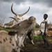 REPORTAGE DANS LE VILLAGE DE KANAL, DANS L'ETAT DE JONGLEI, AU SUD SOUDAN. thumbnail