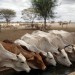 DRAME HUMANITAIRE CAUSE PAR LA SECHERESSE ET LA FAMINE: EXODE DES SOMALIENS AU KENYA. thumbnail