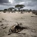 DRAME HUMANITAIRE CAUSE PAR LA SECHERESSE ET LA FAMINE: EXODE DES SOMALIENS AU KENYA. thumbnail