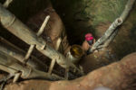REPORTAGE SUR LES RESSOURCES EN OR EN HAITI thumbnail