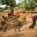 REPORTAGE SUR LES RESSOURCES EN OR EN HAITI thumbnail