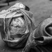 REFUGEES FROM CAR LIVE FROM SEVERAL MONTHS ALONG THE UBANGUI RIVER, IN NORTH CONGO DRC. thumbnail