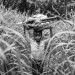 REFUGEES FROM CAR LIVE FROM SEVERAL MONTHS ALONG THE UBANGUI RIVER, IN NORTH CONGO DRC. thumbnail
