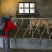 LE PELERINAGE DE SAINT-JACQUES-DE-COMPOSTELLE, SUR LE CAMINO FRANCES EN ESPAGNE. thumbnail
