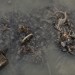 OBJETS PERDUS. thumbnail