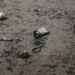 OBJETS PERDUS. thumbnail