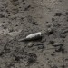OBJETS PERDUS. thumbnail
