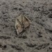 OBJETS PERDUS. thumbnail