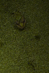 SERIE: LE RUISSEAU (2026) thumbnail