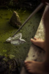 SERIE: LE RUISSEAU (2026) thumbnail