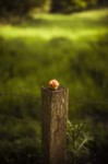 SERIE PHOTO: LE RUISSEAU thumbnail