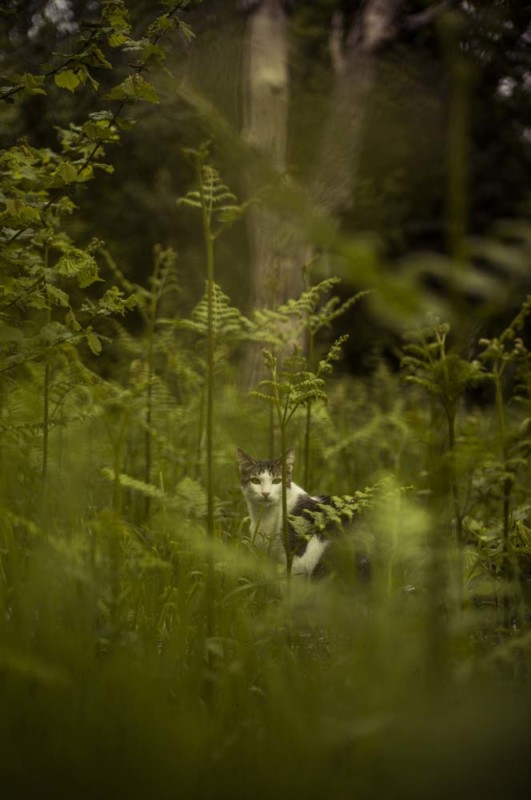 SERIE: LE RUISSEAU.