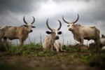 REPORTAGE DANS LE VILLAGE DE KANAL, DANS L'ETAT DE JONGLEI, AU SUD SOUDAN. thumbnail