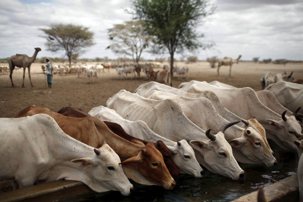 DRAME HUMANITAIRE CAUSE PAR LA SECHERESSE ET LA FAMINE: EXODE DES SOMALIENS AU KENYA.