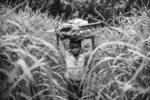 REFUGEES FROM CAR LIVE FROM SEVERAL MONTHS ALONG THE UBANGUI RIVER, IN NORTH CONGO DRC. thumbnail