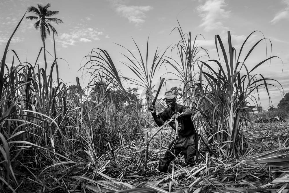 RECOLTE DE LA CANNE A SUCRE EN HAITI.